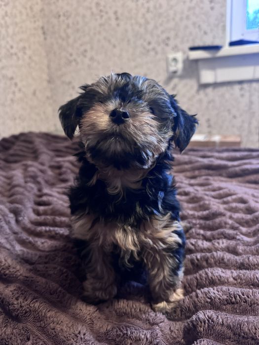 Йоркширський терєр