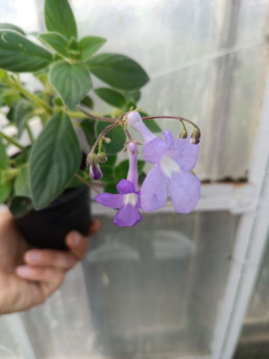 Skrętnik Santiago (Streptocarpus, skrętnik skalny) don 11 cm