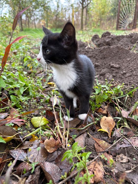 Кошенятко дівчинка