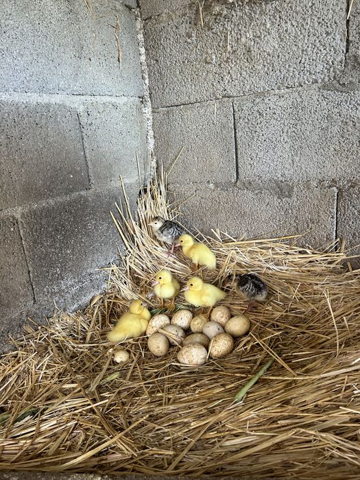Tenho para dispensar perus, patos, ganços pombos correios caturras e coelhos