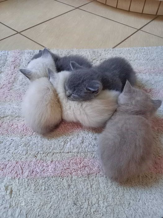 Kot brytyjski krotkowłosy