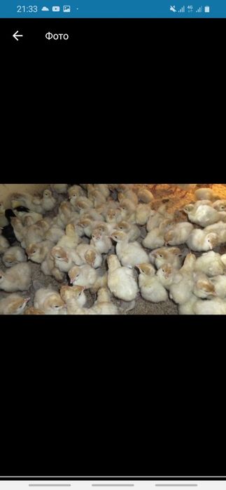 Індик,индюшата,индюки суточний,приймаєм замовлення .