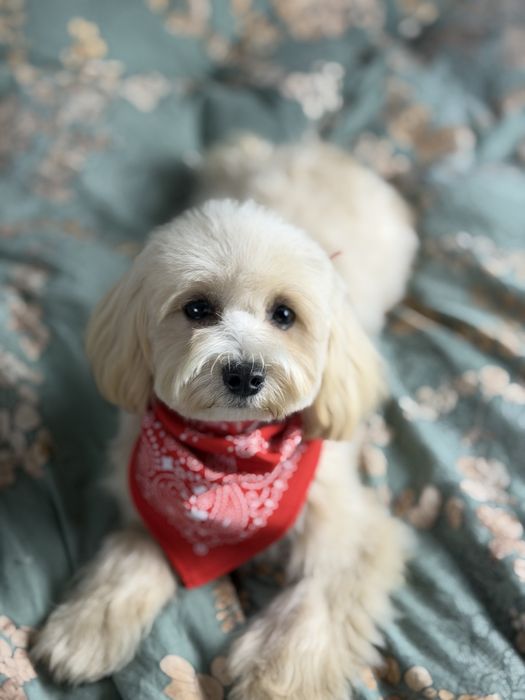 Maltipoo Dziewczynka