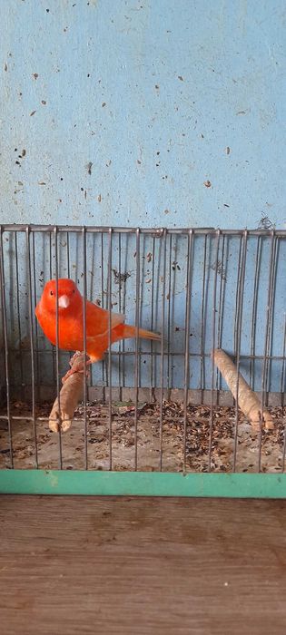 Sprzedam kanarki samce