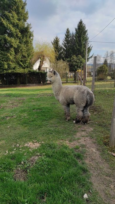 Sprzedam stado alpak - likwidacja