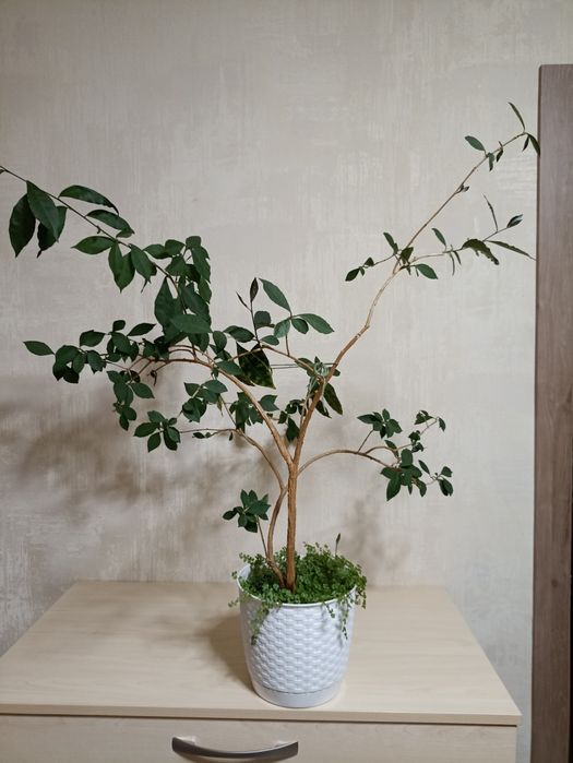 Брунфельсія Вчора Сьогодні Завтра/ велика рослина