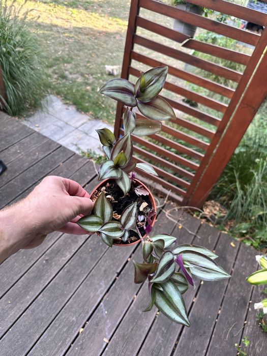 Trzykrotka w doniczne ok 12 cm