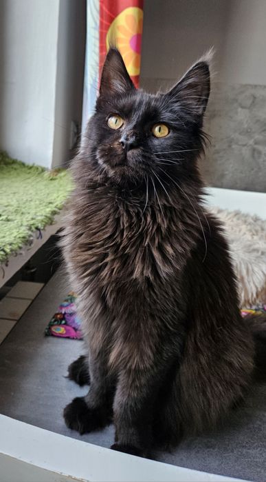 Maine coon kocur COSMO kot czarny