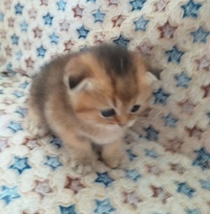 Шикарні шотландські золоті