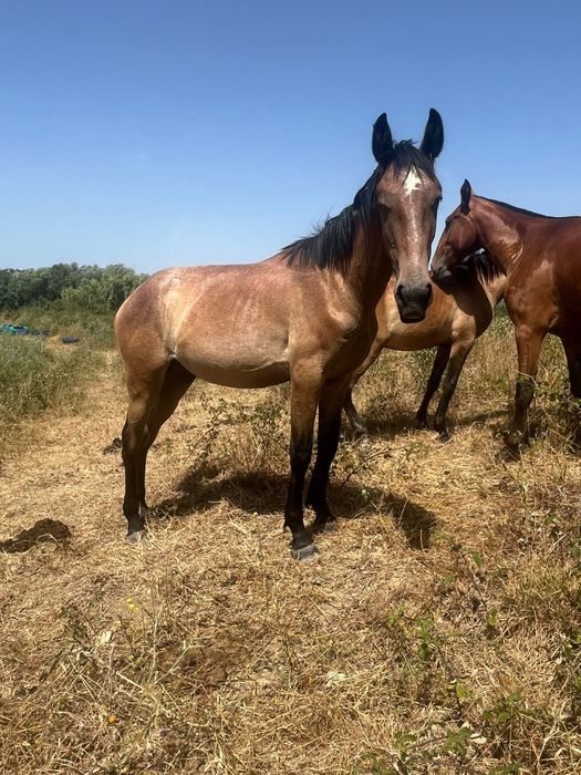 Poldro lusitano neto do Escorial e bisneto do Almansor