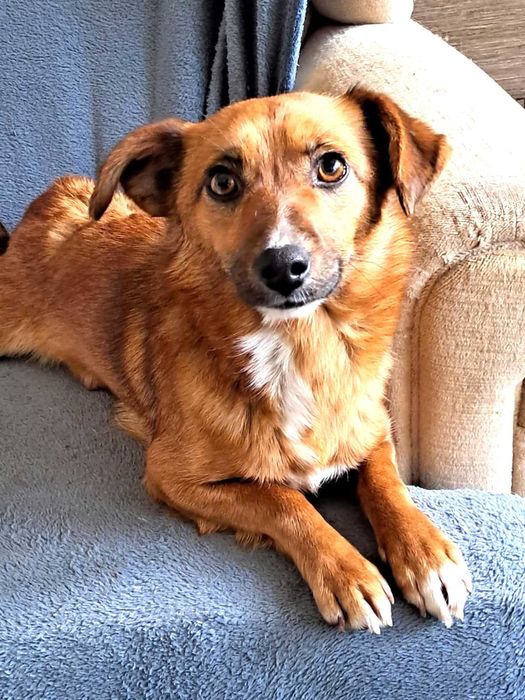 Cudna, kochana, malutka, przytulasna, bezdomna sunia szuka domku