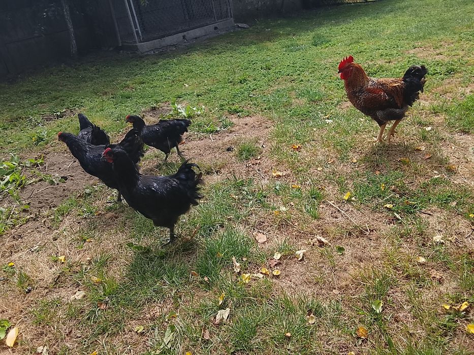 Kura australorp młode