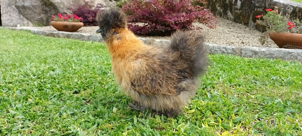 Ovos  e pintos de sedosas do Japão