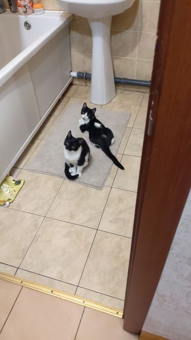 Віддам кошенят в добрі руки