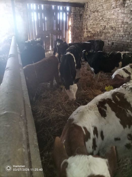 Sprzedam cielaki jałówki