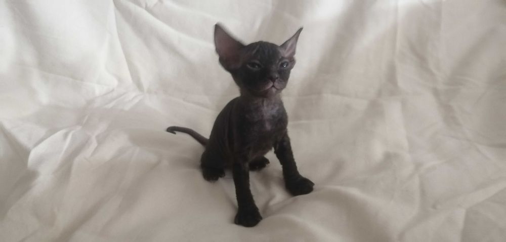 Кошеня (кішка) донського сфінкса • Котенок донского сфинкса • Sphynx