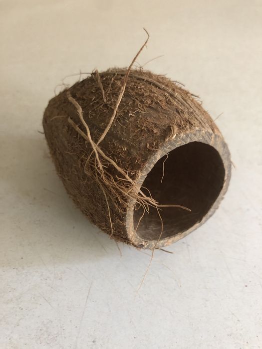 Акваріумні рослини