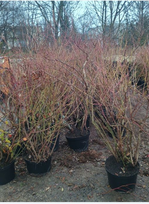 Borówka sadzonki, krzaki duże ładne 2 m