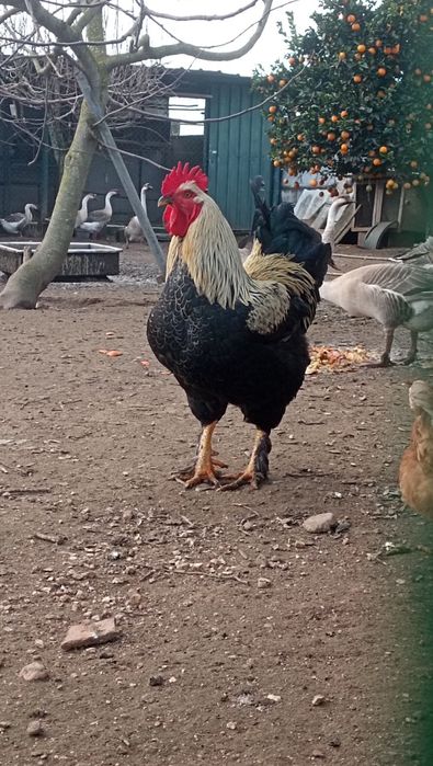 Vendo Galo reprodutor