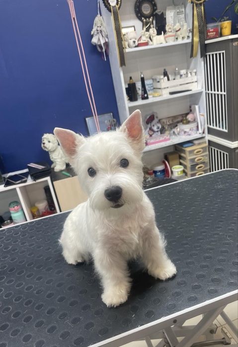 Малята Вест Хайленд Вайт Терьєр