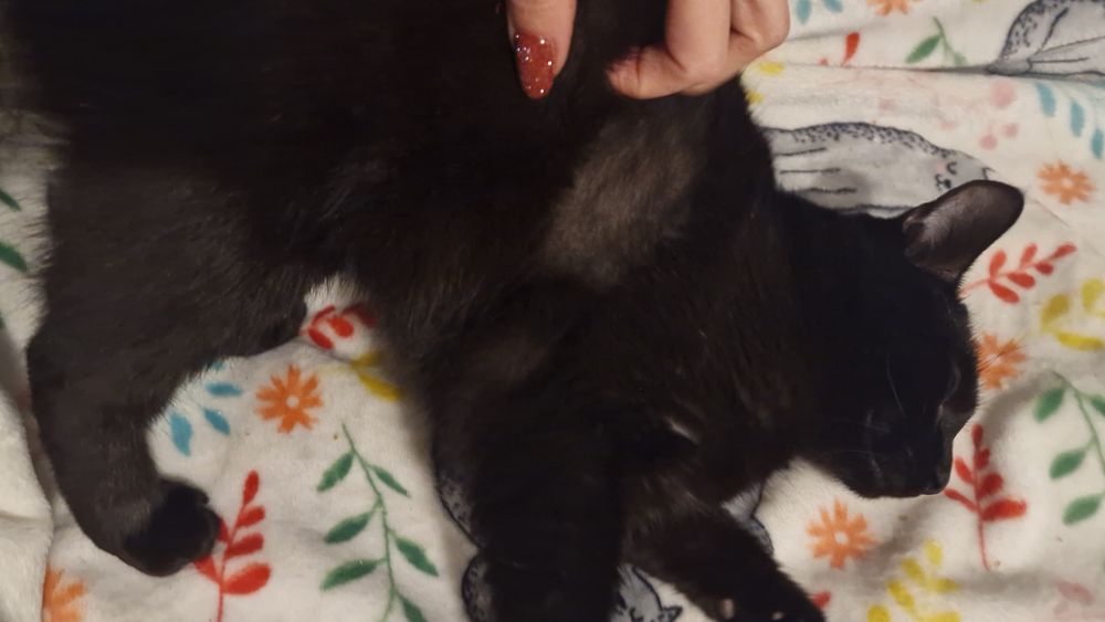 Dostojny kocurek Mandżaro do adopcji