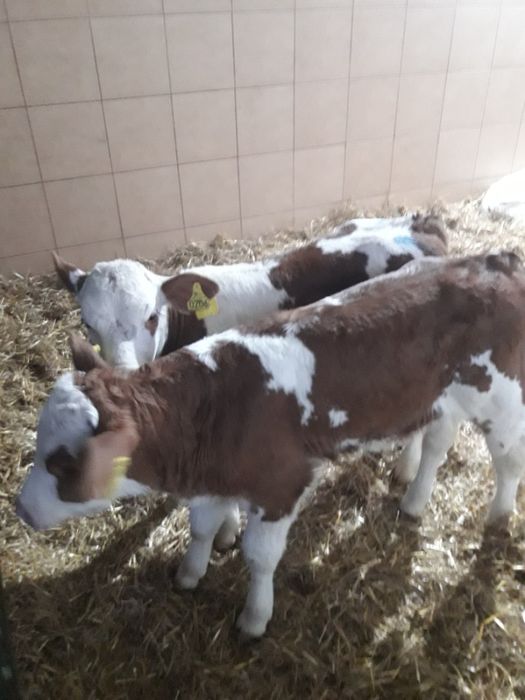 sprzedaż cielaków polskich CHEŁMŻA