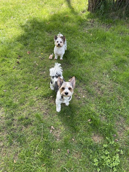 Reproduktor Biewer Yorkshire Terrier. Hodowla Biewer York Amour.