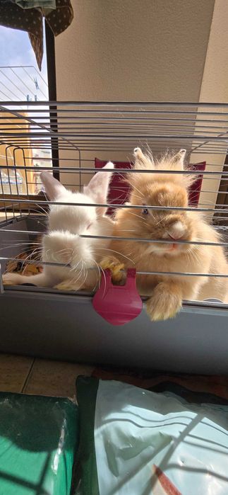 Casal de coelhos anões