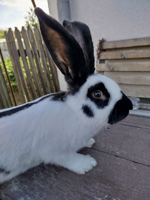 Кролі строкачі. ..