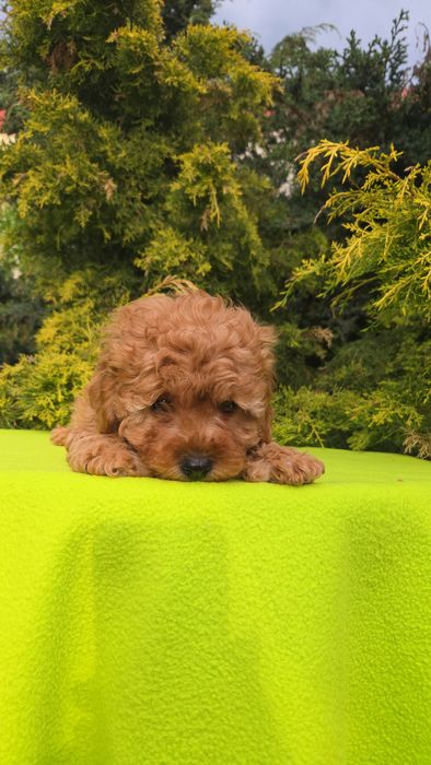 Cavapoo szczeniaczek z certyfikatem i paszportem badania genetyczne taty