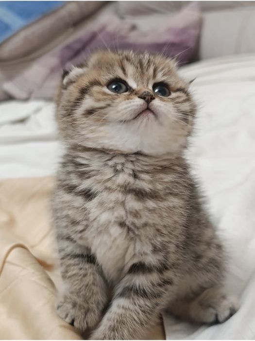 Шотландські котики