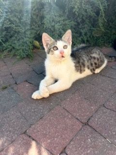 Kotek do adopcji- kocurek