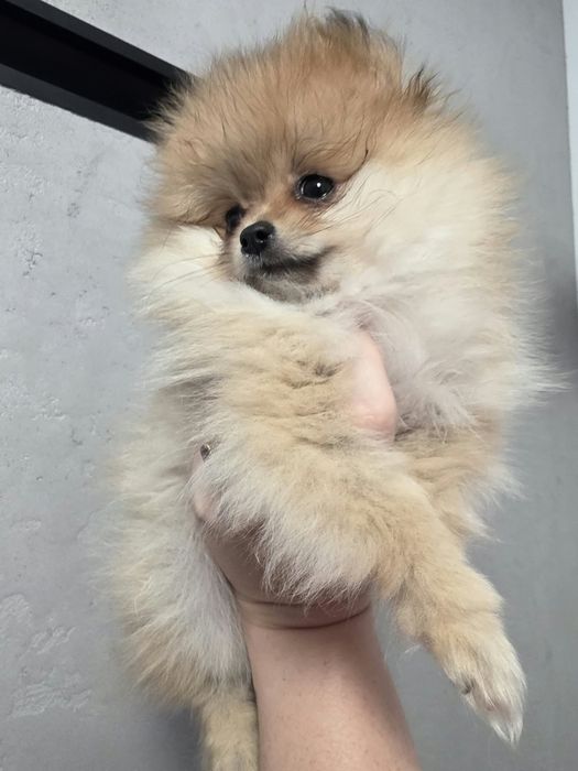 Pomeranian dziewczynka  szpic miniaturowy ZKwP FCI