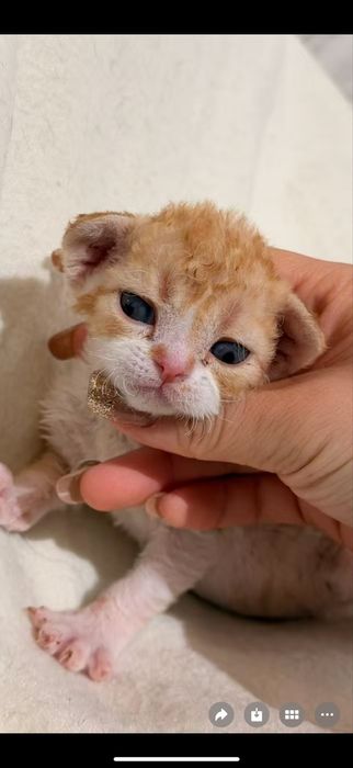 Devon Rex  bebê menino