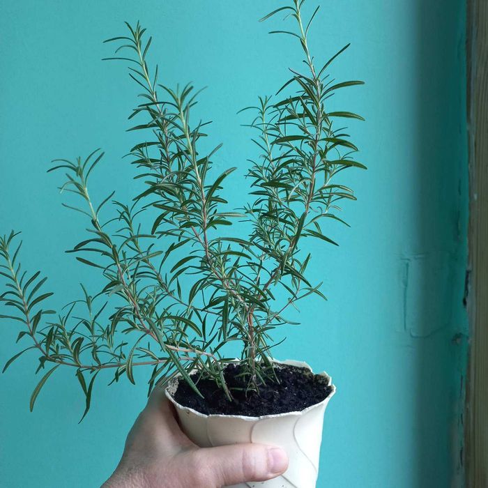 Розмарин , фикус бенджаміна