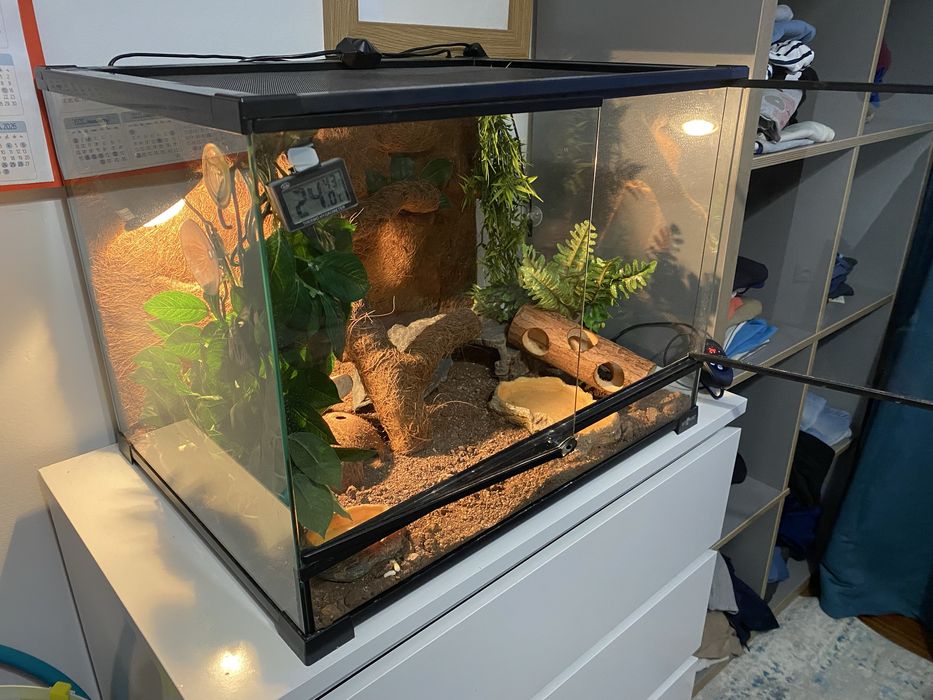 Gekon Lamparci z terrarium
