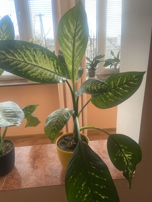 Вазони дифенбахія