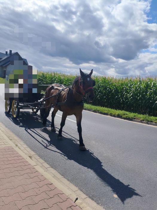 Klacz zaprzągana