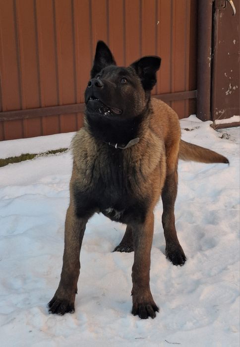 Бельгійська вівчарка малинуа