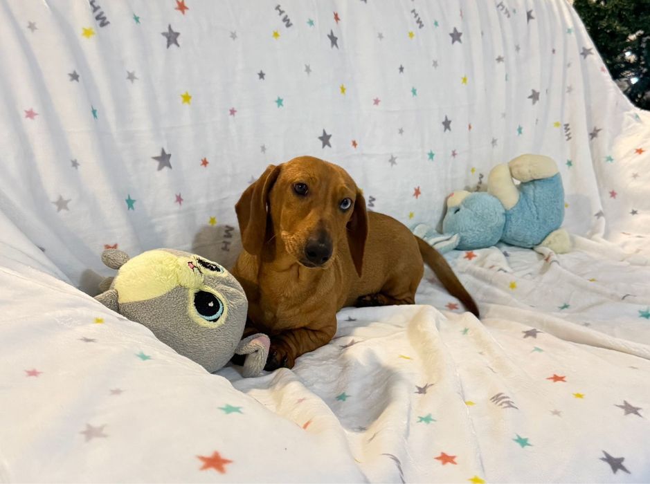 Teckel dourado macho de olho azul