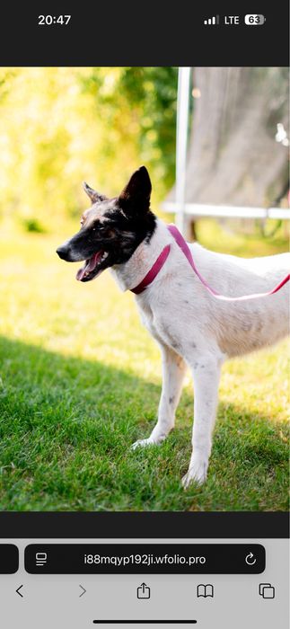 Прилаштовуєтьчя собака