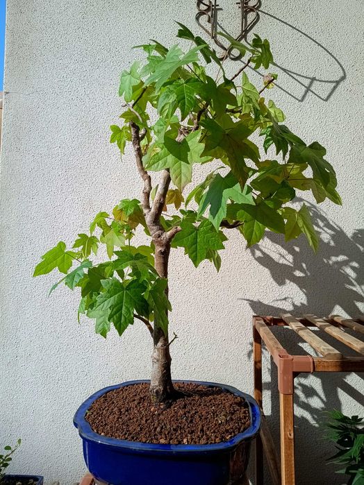 Bonsai Liquidambar Styraciflua 22 anos