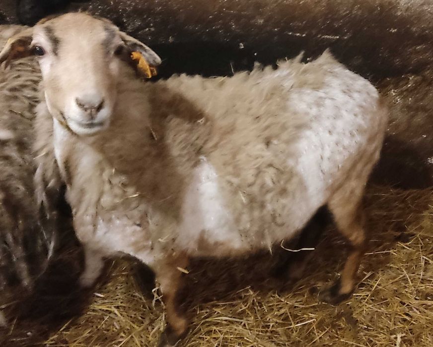 Sprzedam dwie owce kameruńskie