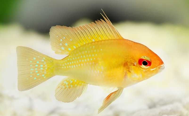 GB Pielęgniczka Ramireza biała