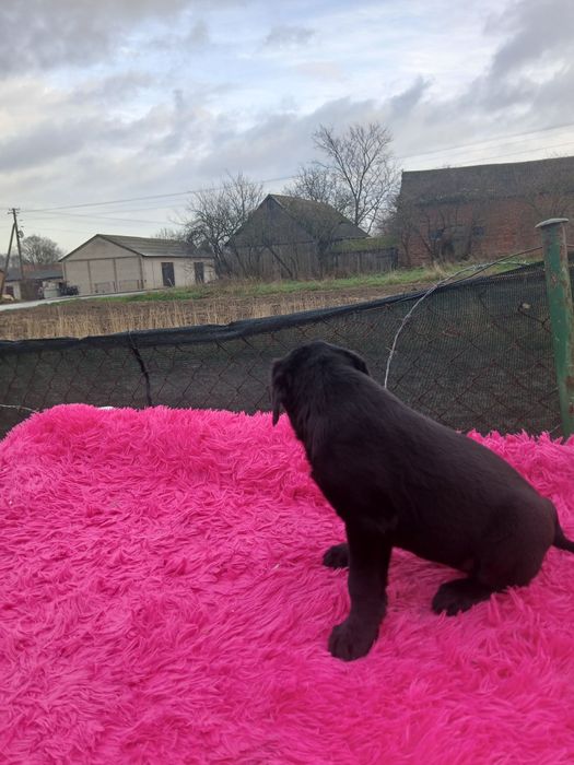 Sprzedam szczeniaka labradora