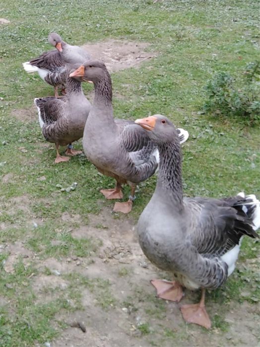 Sprzedam Gęsi Landes