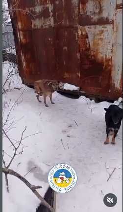 Спасите собачку Алису.