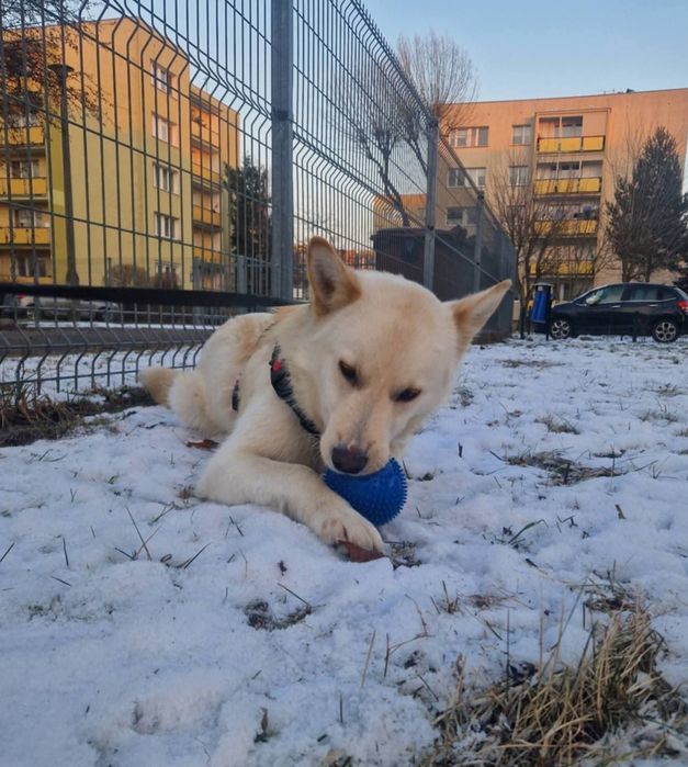 HAPPY młodziutki aktywny psiak poleca się do adopcji