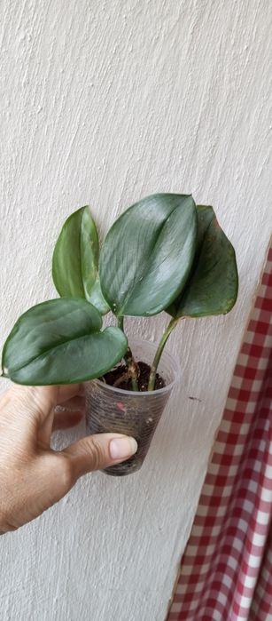 Вариегатные традесканции ,  эпипремнумы, Фил Тортум