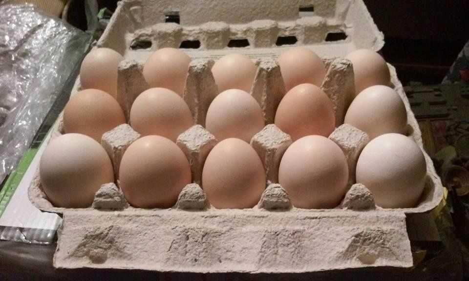 Jaja wiejskie własna hodowla